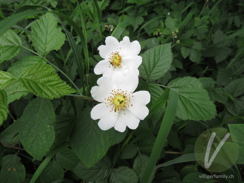 Feld-Rose: Übersicht